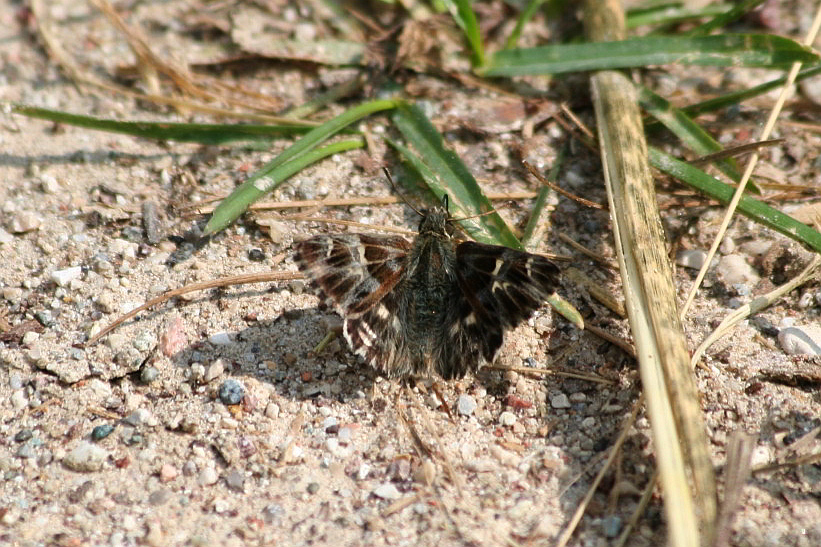 Carcharodus flocciferus? - S